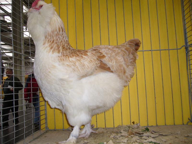 Hannover 2008 302.jpg - Deutsche Lachshühner lachsfarbig von  Frau Marfeld Preis V96 HVGW Med.